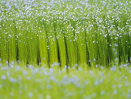 Champ de lin en fleurs